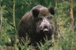 Нашествие лесных гостей Нашествие лесных гостей