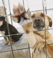 Если собака угрожает жизни людей, ее будут отлавливать Если собака угрожает жизни людей, ее будут отлавливать
