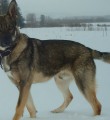 Мы потеряли верного друга Мы потеряли верного друга