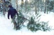 Вам покажут – где срубить елку Вам покажут – где срубить елку