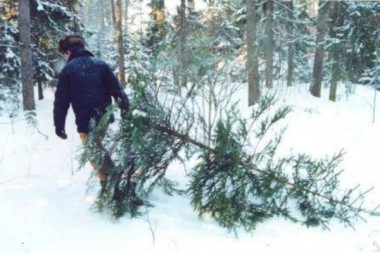 Вам покажут – где срубить елку Вам покажут – где срубить елку