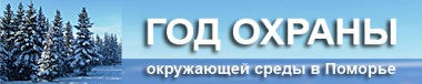 Время собирать шишки Время собирать шишки