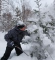За незаконную рубку – большие штрафы За незаконную рубку – большие штрафы