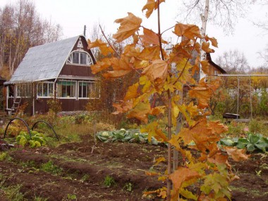 Что нужно сделать   в октябре на огороде