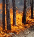В области действует 19 лесных пожаров В области действует 19 лесных пожаров